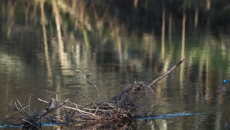 Common-kingfisher-is-sitting-on-the-branches-near-river-looking-for-food-and-nest