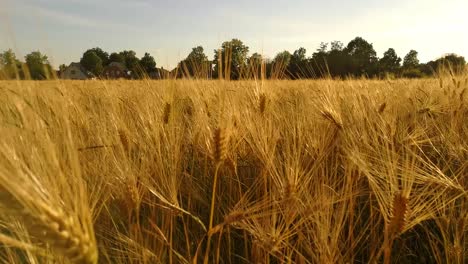 Golden-Barley-Field-moving-in-the-Wind-during-Sundown-in-Europe