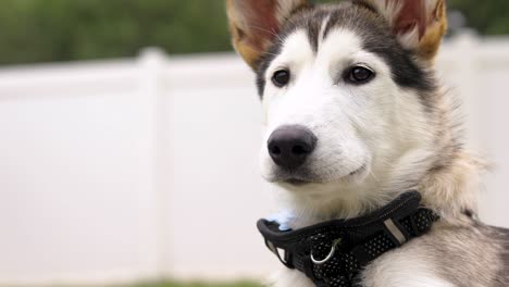 Adorable-Siberian-Husky-puppy-looking-at-camera,-closeup