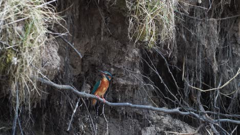 Common-kingfisher-is-sitting-on-the-branches-near-river-looking-for-food-and-nest
