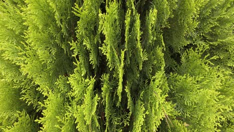 Fresh-green-thuja-with-vertical-shape-of-leaves,-tilt-shot