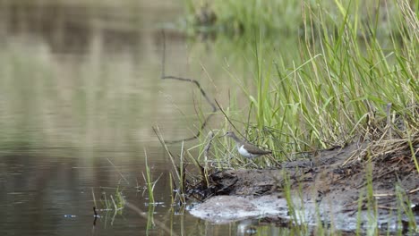 Common-sandpiper-is-looking-for-food-at-river-bank-mud-in-spring