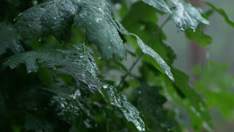 Heavy-rain-falling-on-leaves-of-oak-tree