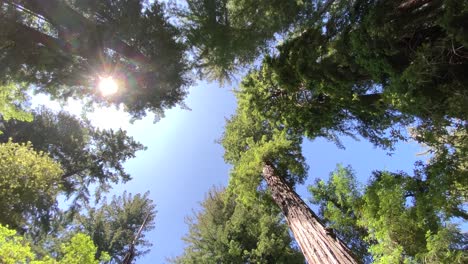 Weitschuss-Mit-Blick-Auf-Majestätische-Redwood-Bäume-Mit-Blauem-Himmel-Und-Sonne,-Die-Mit-Einer-Langsamen-Drehung-Gegen-Den-Uhrzeigersinn-Durch-Den-Kopf-Dringen