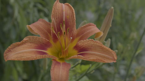 Close-up-detail-shot-of-bright-orange-daylily-tiger-lily-flower-macro