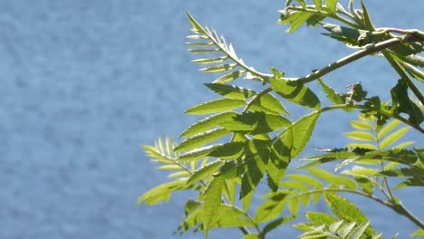 green-rowan-leaves-on-blue-ocean-background