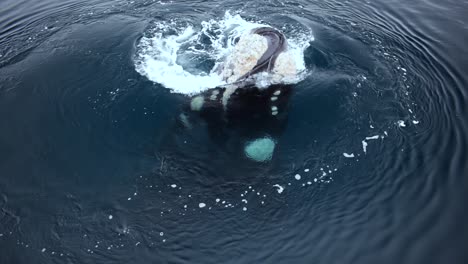 Auftauchverhalten-Eines-Südlichen-Glattwals-Im-Meer-Von-Patagonien-In-Argentinien---Slowmo