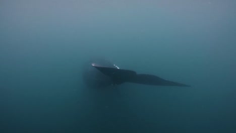 Southern-Right-Whale-show-the-tail-and-swim-away-Under-The-Calm-Blue-Sea-In-Argentina---underwater-slowmo