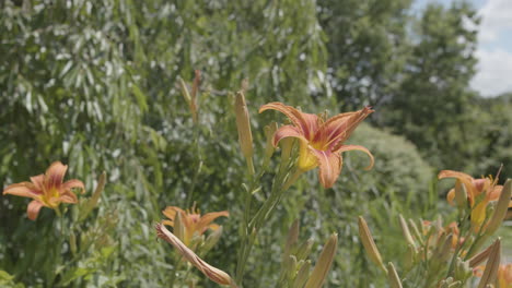 Zeitlupenaufnahme-Eines-Blumenbeets-Voller-Orangefarbener-Tigerlilienblüten