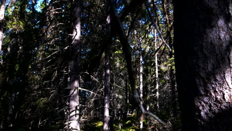 Sunshine-on-trees-and-moss-old-protected-forest-in-the-North,-time-lapse