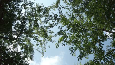 Low-angle-view-on-tree-branches-and-blue-sky,-dolly-shot