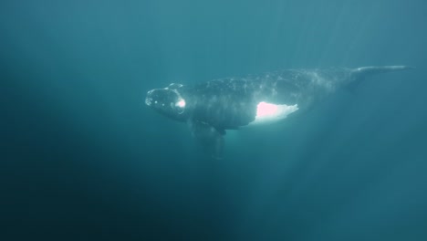 A-Baby-Southern-Right-Whale-Swimming-Freely-Under-The-Bright-Blue-Sea-In-Patagonia,-Argentina---underwater-slowmo