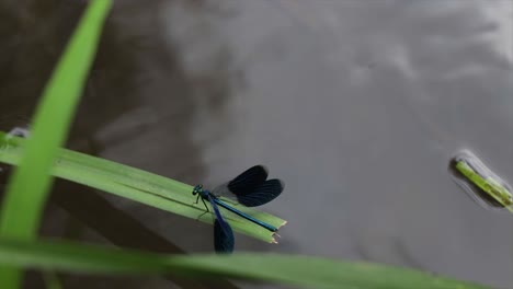 Dragonfly-spreading-its-wings-while-standing-on-a-plant-above-a-river