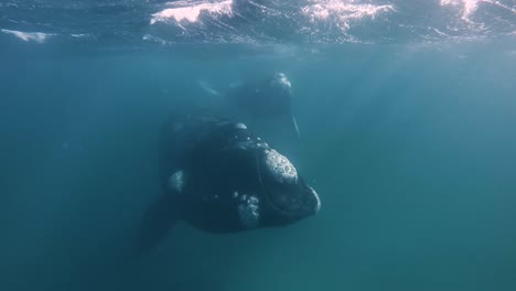 Beautiful-mother-and-calf-whales-swiming-slowly-under-the-surface-of-the-sea,-slowmotion-underwater-shot