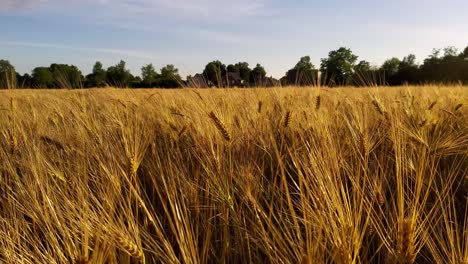 Yellow-Grain-Field-Ready-for-Harvest-during-Golden-Hour