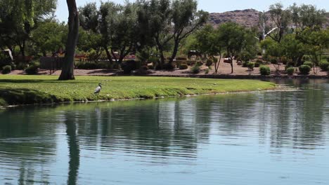 A-Great-Blue-Heron-hunts-along-the-shoreline-of-an-urban-pond-McCormick-Ranch,-Scottsdale,-Arizona
