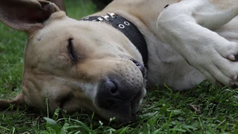 Dog-is-bothered-by-flies-while-sleeping-on-grass