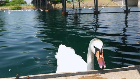 Close-up-of-swan-swimming-in-a-lake-under-a-bridge-on-beautiful-sunny-day