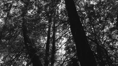 Verwelkter-Baum-Im-Wald-In-Schwarz-Und-Weiß---Sockelaufnahme