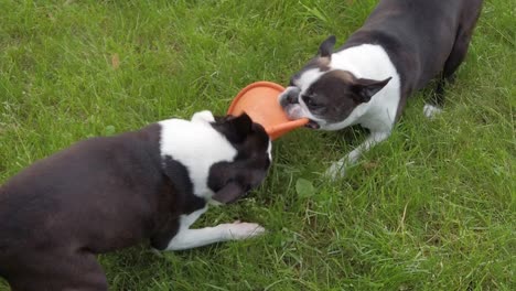 Two-crazy-dogs-breed-terrier-playing-with-toy,-slow-motion