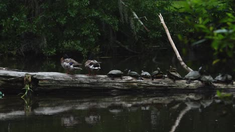 Turtles-relaxing-on-a-log-while-ducks-clean-their-feathers-and-frolic-around