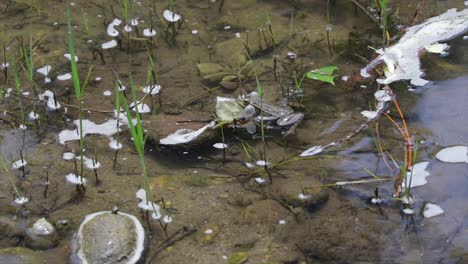Frog-ribbits-in-the-shallow-water