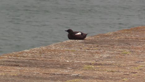 Bird-seating-on-a-wall,-wildlife-in-Dublin-at-Poolbeg-lighthouse