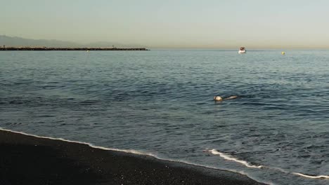 Perro-Nadando-Fuera-Del-Agua-En-La-Playa