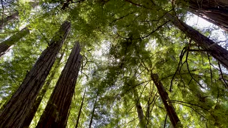 Looking-up-through-green-leafy,-tall,-majestic-redwood-trees-with-blue-sky-as-sun-filters-though-from-above,-mid-afternoon