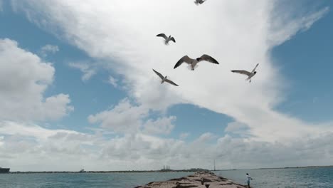 Seagulls-are-fed-leftovers-from-an-unsuccessful-day-of-fishing-on-the-jetty-in-Port-Aransas,-Texas-on-the-Gulf-of-Mexico