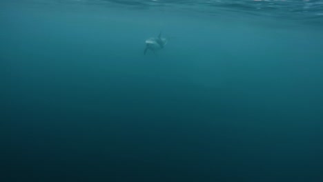Dusky-dolphin-swimming-to-the-camera-in-patagonia,-underwater-shot,-slowmotion