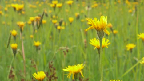 Yellow-Dandelion-Dancing-with-the-Wind-in-Flower-Meadow