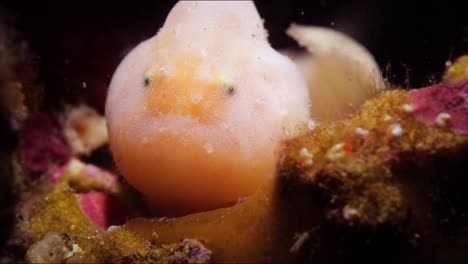 Rodless-Anglerfish-Histiophryne-narungga-South-Australia-4k-25fps