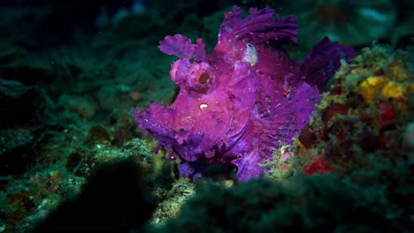 Rhinopias-frondosa-purple-Weedy-Scorpionfish-with-parasite-Lembeh-4k-25fps