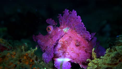 Rhinopias-frondosa-purple-Weedy-Scorpionfish-with-parasite-Lembeh-4k-25fps