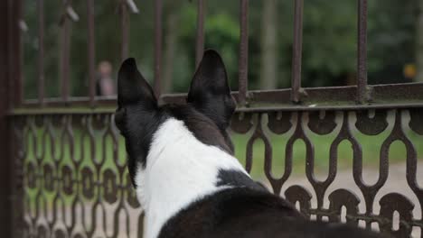 Dog-standing-at-metal-gate-and-looking-out-at-people-passing-by-the-gate