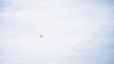 A-Lone-Bird-Flying-High-In-The-Bright-Sky---low-angle-trucking-shot