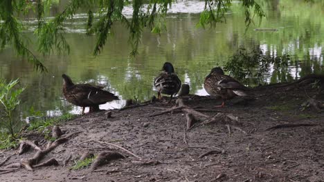 Mallards-relaxing-and-cleaning-along-a-pond-in-the-afternoon