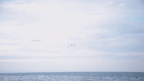 Birds-Flying-Freely-Over-The-Vast-Sea-On-A-Cloudy-Day---Medium-Static-Shot