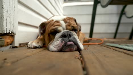 Closeup-Of-Sleeping-English-Bulldog,-Cute-Adorable-Dog