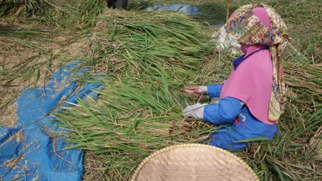 Traditional-women-farmer-harvesting-rice,-The-farmer-sitting-and-sifting-rice-during-the-harvesting-process