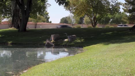 A-Great-Blue-Heron-cooling-off-from-the-desert-sun-suddenly-cranes-its-neck-to-watch-something-in-the-stagnant-water-of-an-urban-pond,-McCormick-Ranch,-Scottsdale,-Arizona