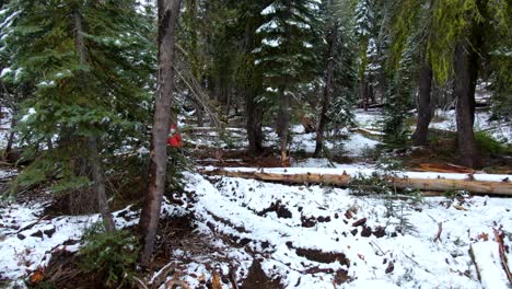 Woman-in-red-jacket-walking-alone-across-big-fir-trees-on-tranquil-forest-covered-in-white-snow