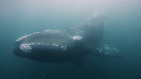 Giant-whale-looking-right-to-the-camera-underwater-shot-sixty-fps