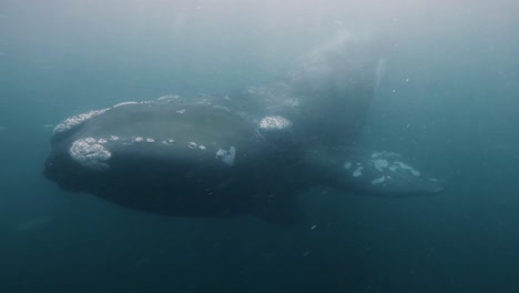 Riesenwal,-Der-Direkt-In-Die-Unterwasseraufnahme-Der-Kamera-Schaut,-Zeitlupe