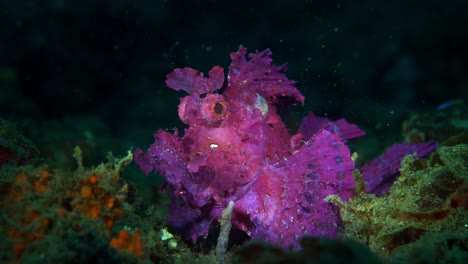 Rhinopias-Frondosa-Purple-Weedy-Scorpionfish-Mit-Parasiten-Lembeh-4k-25fps