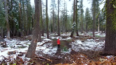 Athlete-woman-hiking-into-forest-with-tall-fir-trees,-walking-through-narrow-paths-on-a-cold-winter-day