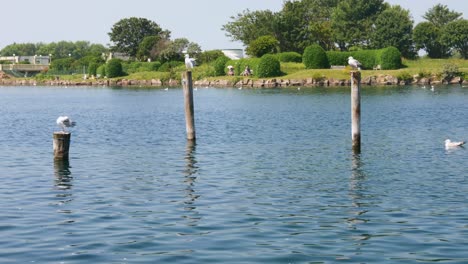 Three-birds-seagulls-perched-on-a-lake-on-a-beautiful-sunny-day