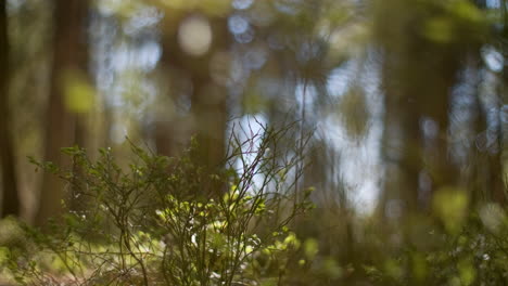 Entspannende-Meditationshintergrundaufnahmen-Eines-Ruhigen-Und-Beruhigenden-Nordischen-Skandinavischen-Waldes-Während-Der-Sommerzeit-Mit-Grünen-Bäumen,-Die-Ruhig-Im-Wind-Wehen,-Mit-Kleinen-Heidelbeerpflanzen-Auf-Dem-Moosigen-Boden