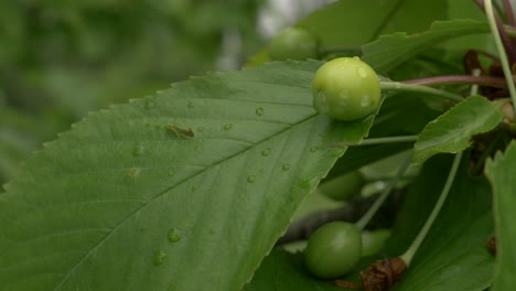 Apple-Tree-Close-up-After-Heavy-Rain-Handheld